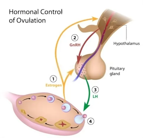 Hormones Govern Women's Reproductive Function