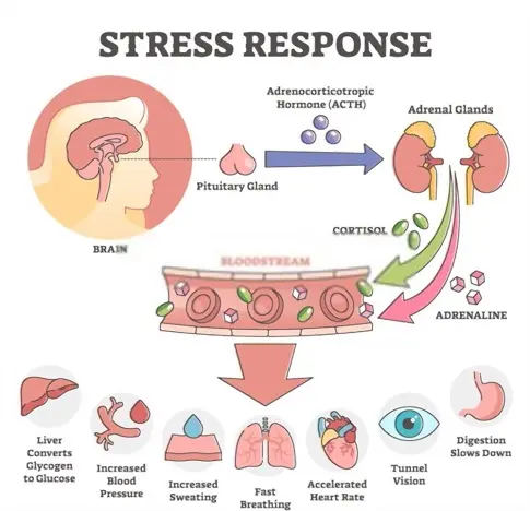 Stress and Hormone Production