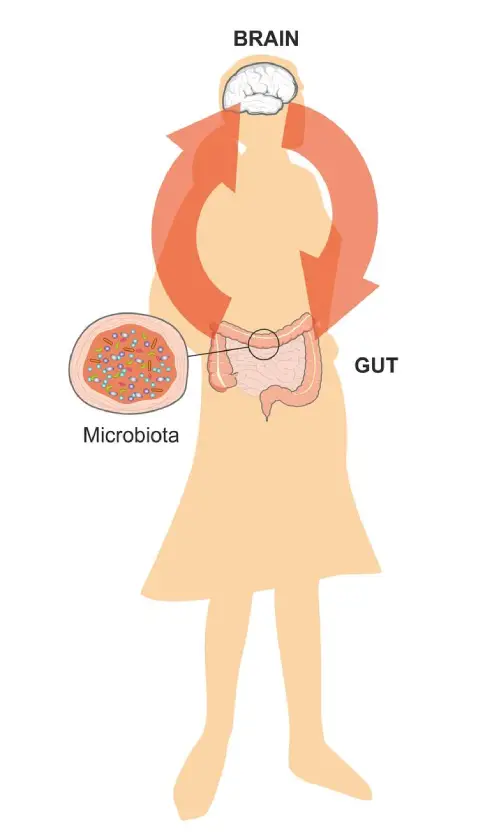 Gut Microbiome and Bacterial Balance